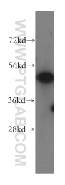 16029-1-AP - ERGIC3