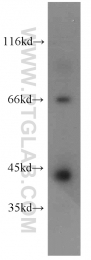 11261-2-AP - ERO1LB