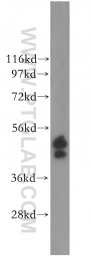 11261-2-AP - ERO1LB