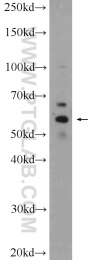 18312-1-AP - ERO1LB