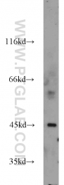 22644-1-AP - Estrogen-related receptor beta