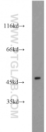 22644-1-AP - Estrogen-related receptor beta