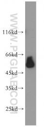 14017-1-AP - Estrogen-related receptor gamma