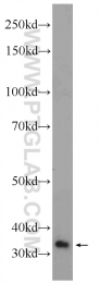 17313-1-AP - EXDL1
