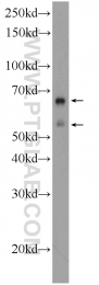 17313-1-AP - EXDL1