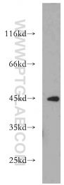 21523-1-AP - Nuclease EXOG