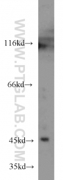 21523-1-AP - Nuclease EXOG