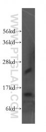 51014-2-AP - EVI2A