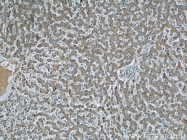 66158-1-Ig - Fibrinogen gamma chain