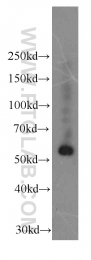 66158-1-Ig - Fibrinogen gamma chain