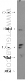 20712-1-AP - VEGFR-3 / Flt-4