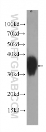 60307-1-Ig - Folate receptor alpha