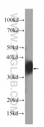 60307-1-Ig - Folate receptor alpha