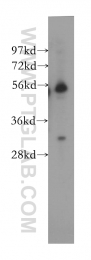 12249-1-AP - FRS3