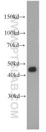 16567-1-AP - Fucosyltransferase 6