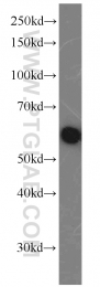 13057-2-AP - G3BP1 / G3BP