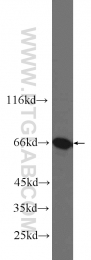 13057-2-AP - G3BP1 / G3BP
