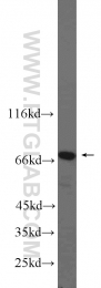 13057-2-AP - G3BP1 / G3BP