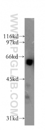 13057-2-AP - G3BP1 / G3BP
