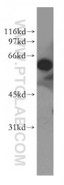 13057-2-AP - G3BP1 / G3BP