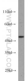 15164-1-AP - Galactokinase 2