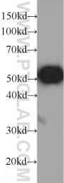 HRP-66002 - GFP