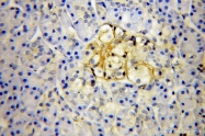10247-2-AP - Transducin beta chain 1 / GNB1