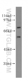 17375-1-AP - Vasculin-like protein 1