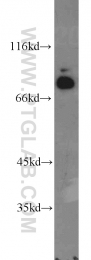 17653-1-AP - GTF3C4
