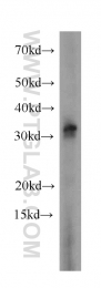 17510-1-AP - Histone H1.0