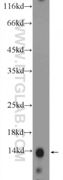 16441-1-AP - Histone H2A.Z
