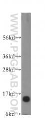 16441-1-AP - Histone H2A.Z