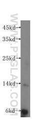 16441-1-AP - Histone H2A.Z