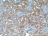 19358-1-AP - Host cell factor / HCFC1