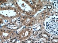 19358-1-AP - Host cell factor / HCFC1