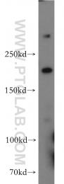 19358-1-AP - Host cell factor / HCFC1