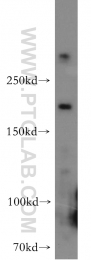19358-1-AP - Host cell factor / HCFC1