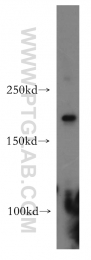 19358-1-AP - Host cell factor / HCFC1