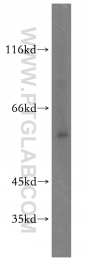 11600-1-AP - HCK