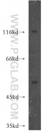 11600-1-AP - HCK