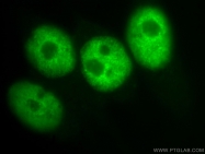 10197-1-AP - HDAC1
