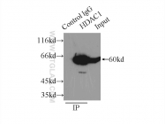 10197-1-AP - HDAC1