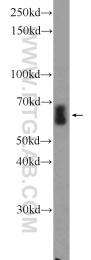 10197-1-AP - HDAC1
