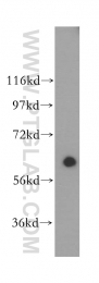 10197-1-AP - HDAC1