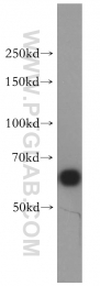 10197-1-AP - HDAC1