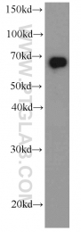 66085-1-Ig - HDAC1