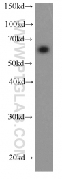 66085-1-Ig - HDAC1