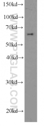 66085-1-Ig - HDAC1