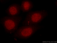 16160-1-AP - HDAC1