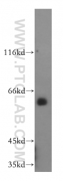 16160-1-AP - HDAC1
